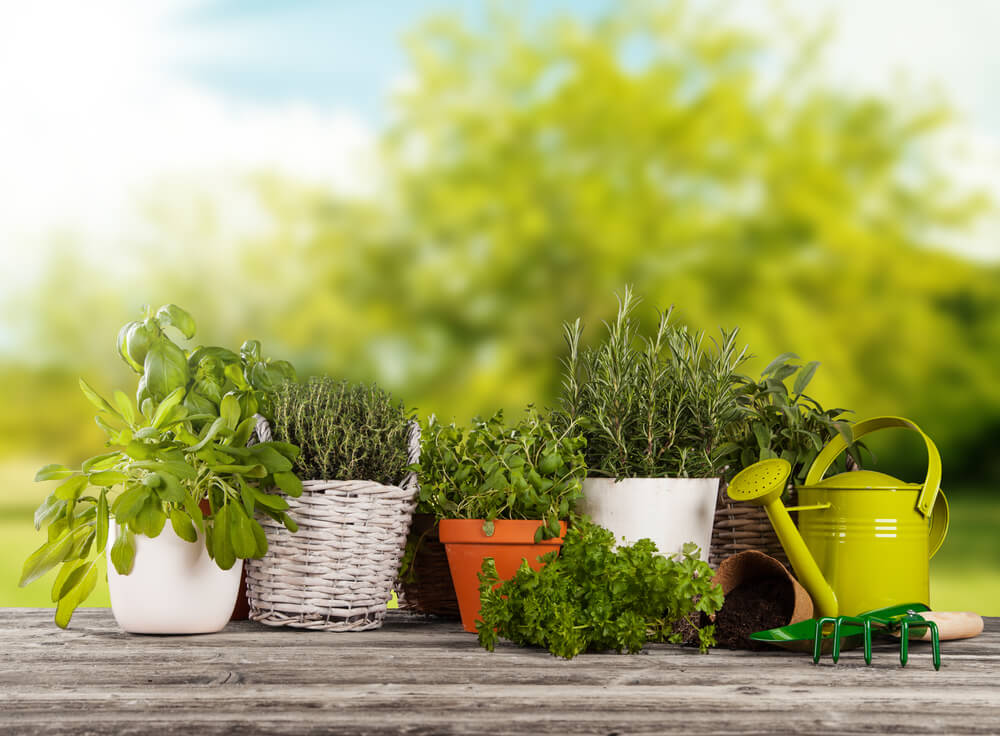 Growing Herbs: How To Get Started