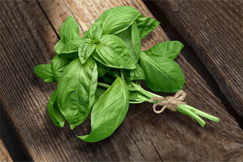 All About Basil (Plus 2 Recipes)