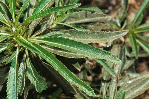 Yerba Santa Leaf (Erodictyion californicum) Health Benefits and Medicinal Uses