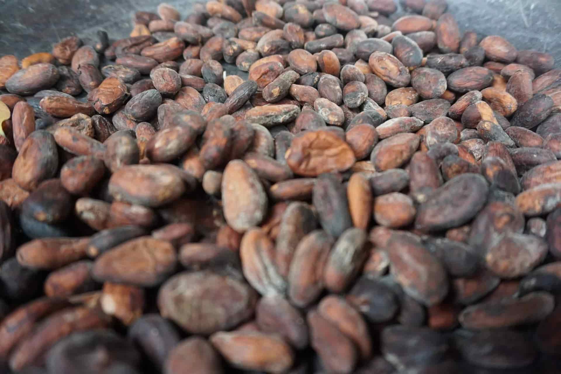 Cacao: Food Of The Gods