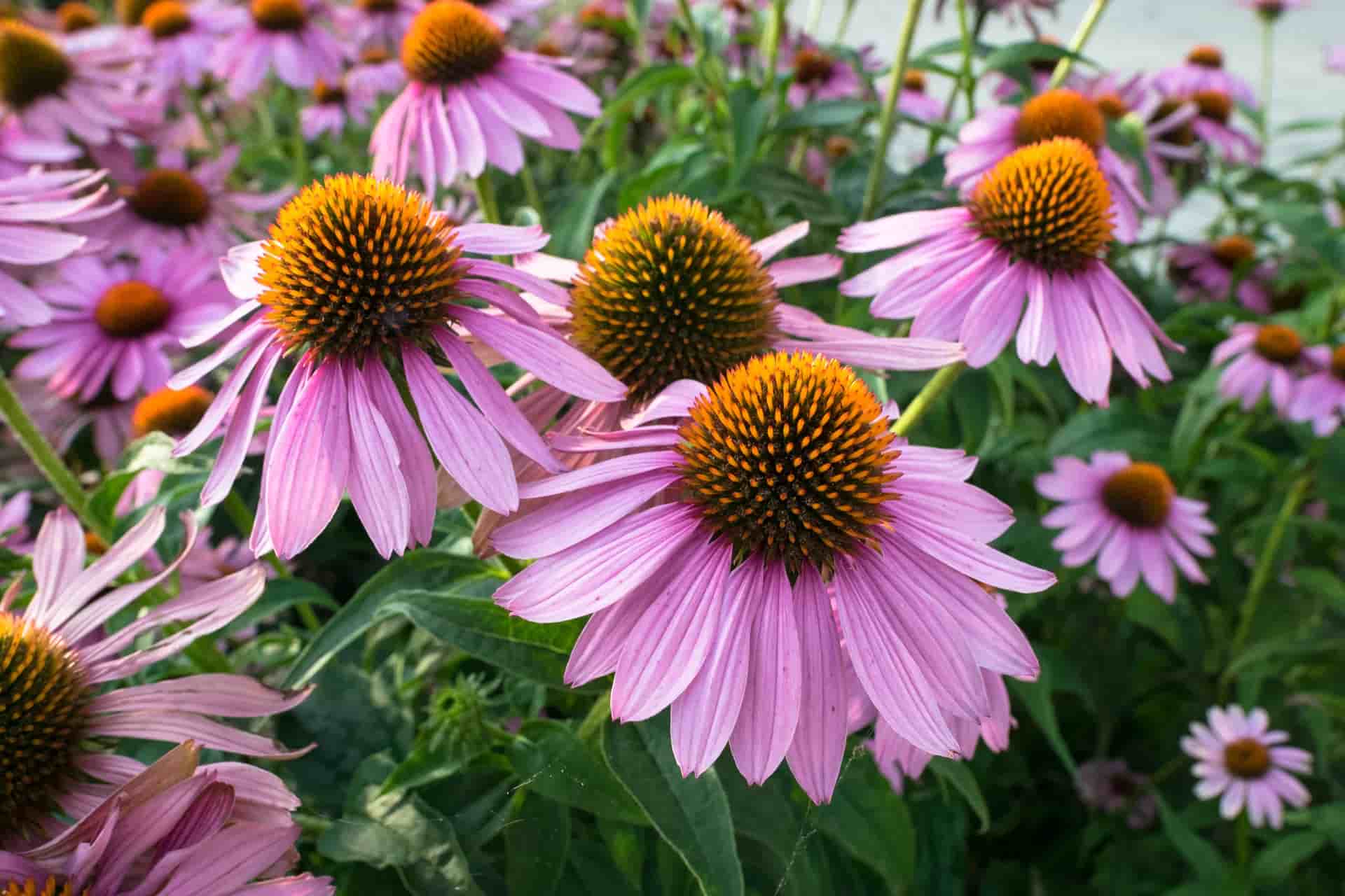 The Many Uses & Medicinal Benefits of Echinacea