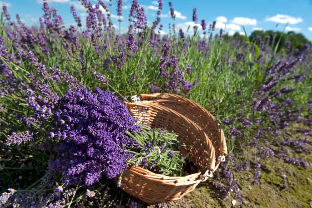 Harvesting, Preserving, and Storing Your Herbs