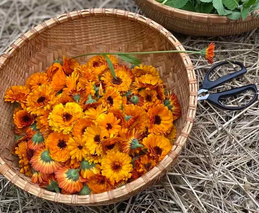 Should You Deadhead Calendula Flowers: Learn How To Deadhead A Calendula