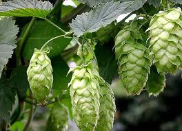 The Medicinal Uses and Health Benefits of Hops