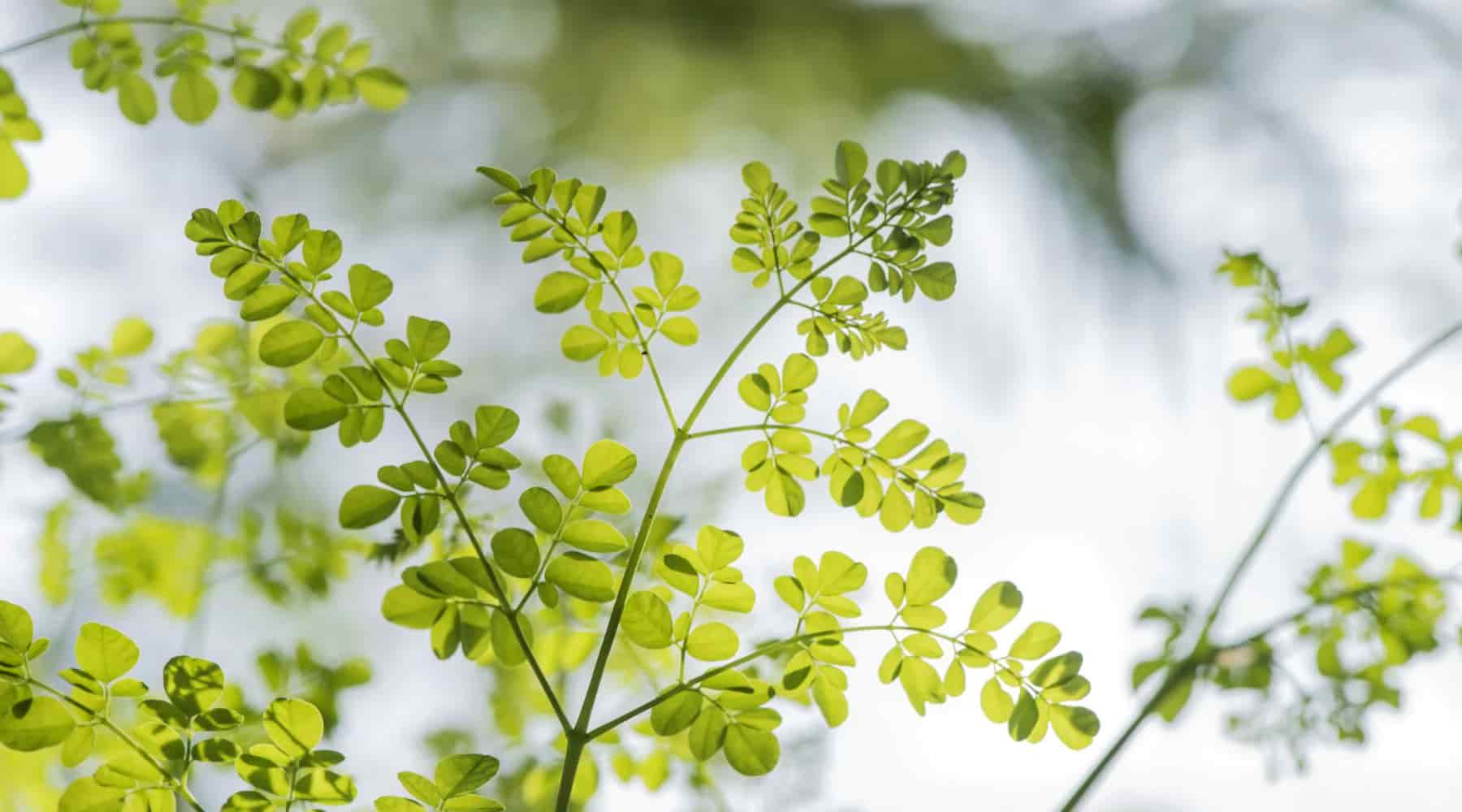 Moringa: The Wonder Tree