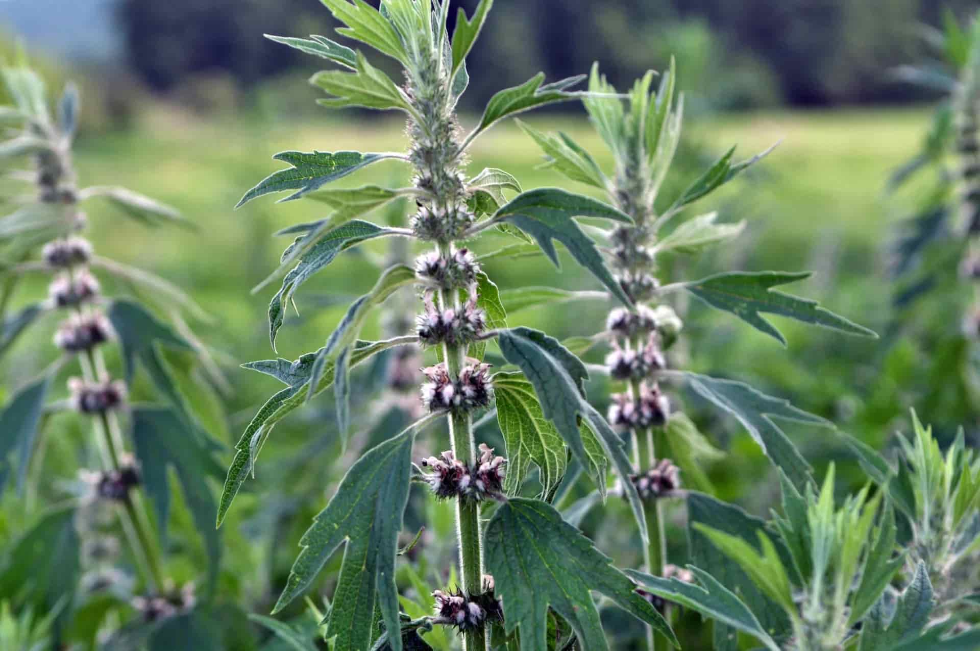 Motherwort: A Mother's Lion-Hearted Love