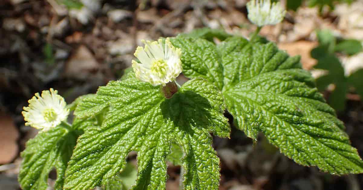 The Benefits of Goldenseal