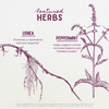 Featured Herbs in Gum Strength Oral Health Aid