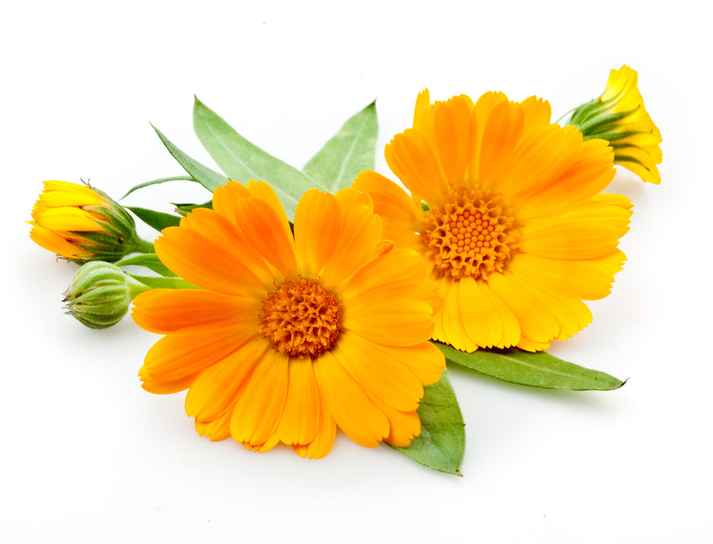 Calendula: The Flower for Summer Skin