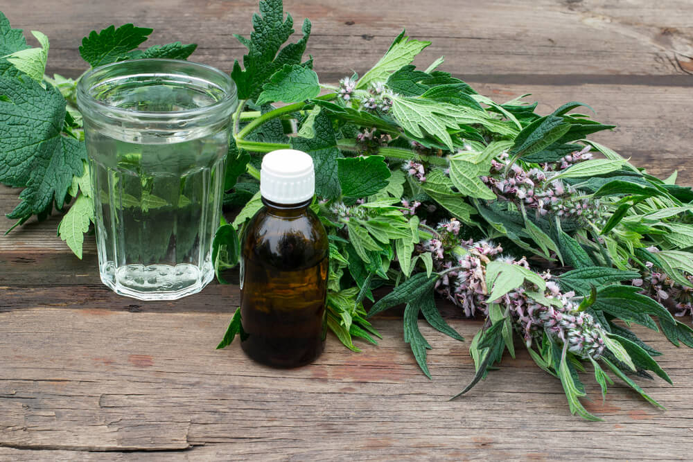 Motherwort: An Herbal Ally For Mood Support