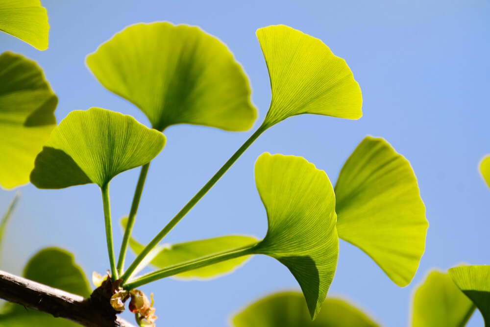 The Health Benefits And Medicinal Uses Of Gingko Biloba