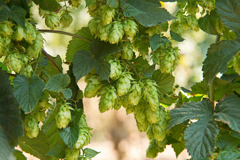The Benefits of Hops