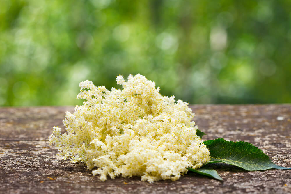 The Medicinal Uses and Health Benefits of Elder Flower