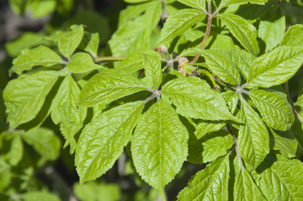 Eleuthero Health Benefits: How This Adaptogen Supports Stress, Energy & Focus