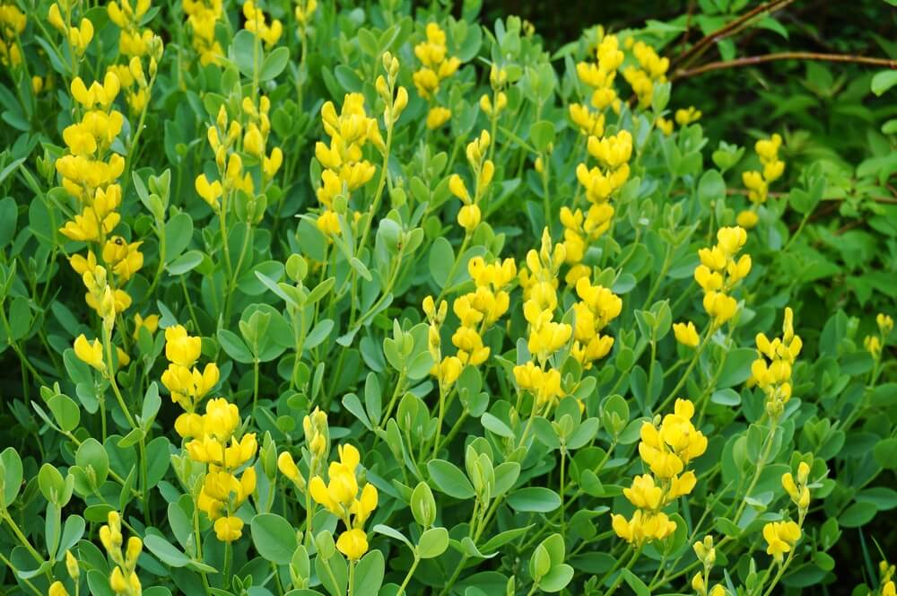 The Benefits of Baptisia Root