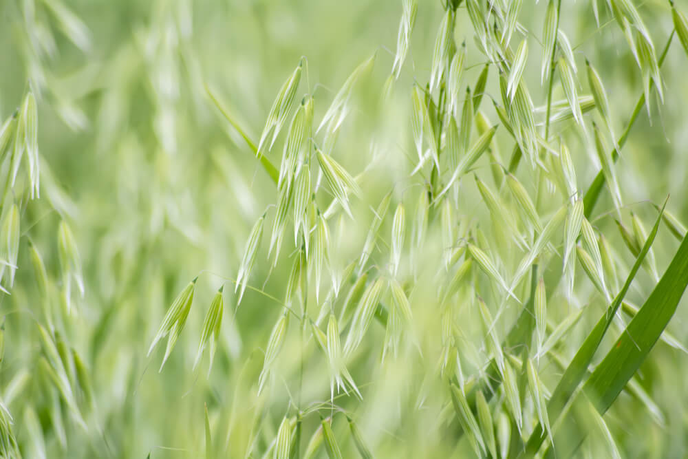 Los usos medicinales y los beneficios para la salud de la avena lechosa