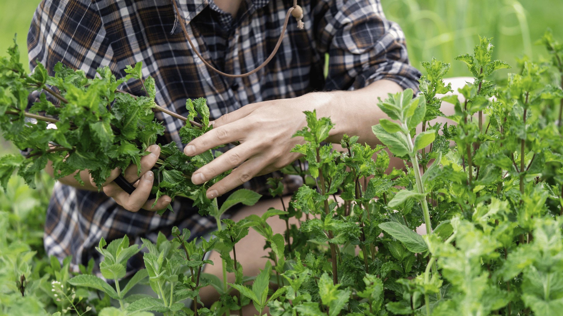 Peppermint Health Benefits: The Coolest Herb in Town