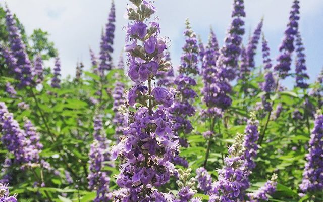 Baya del árbol casto (Vitex agnus castus)