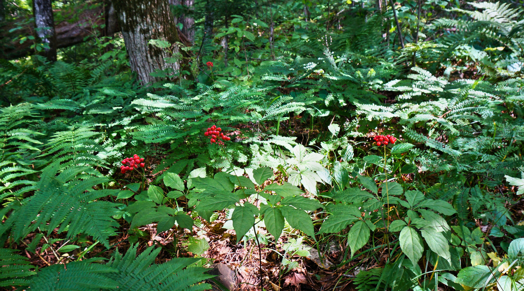 Goldenseal Benefits: The Timeless Healer for Immunity and Gut Health