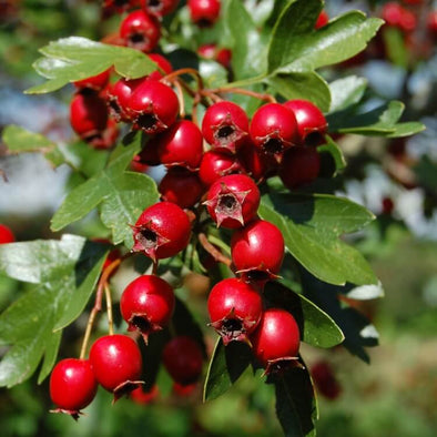 Hawthorn: Berry of the Heart