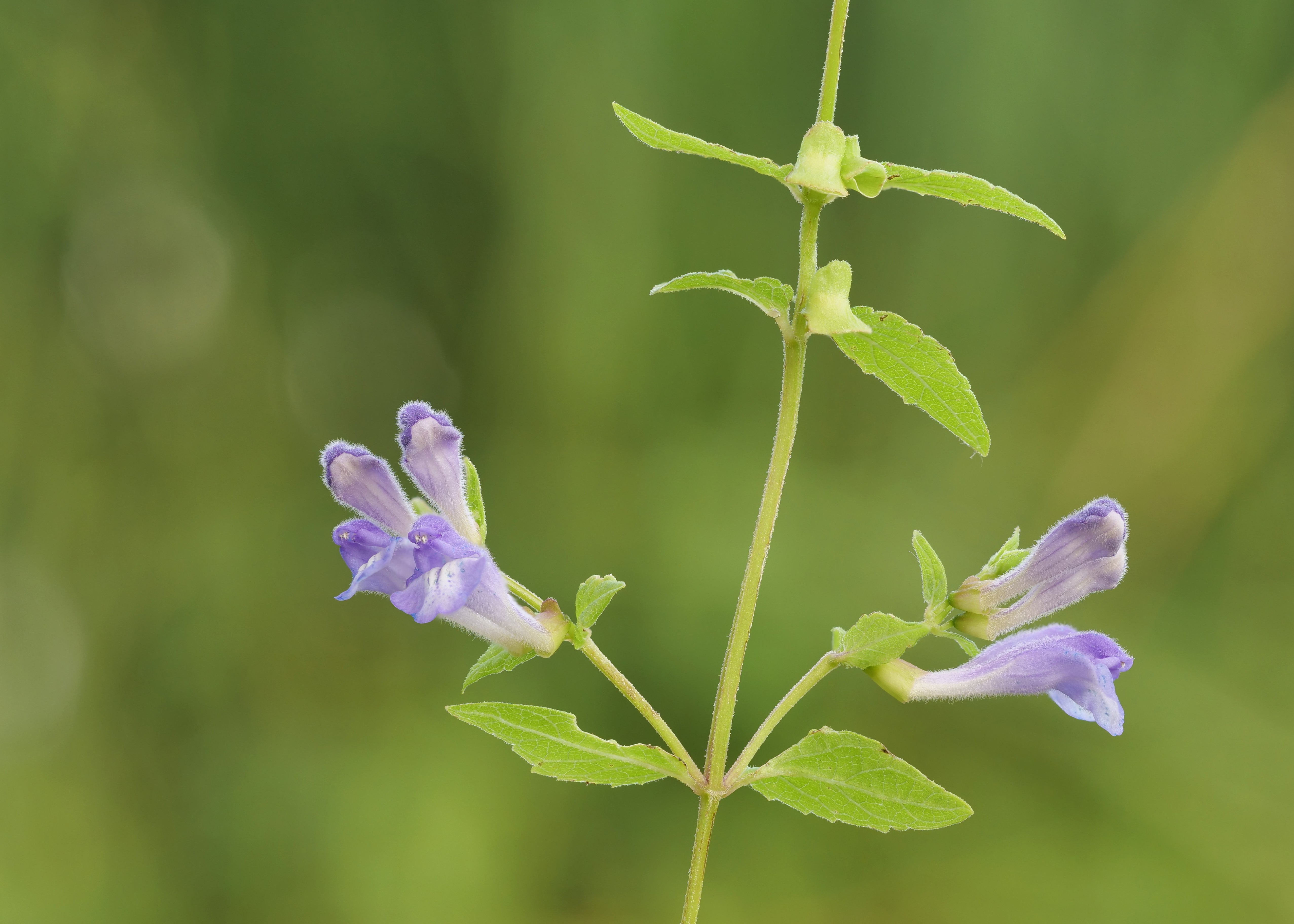 Scullcap Health Benefits: Nature’s Calming Power for a Frazzled Nervous System