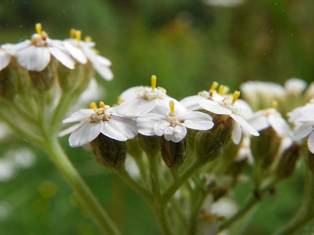 Herb of the Month: Yarrow