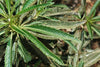 Beneficios para la salud y usos medicinales de la hoja de Yerba Santa (Erodictyion californicum)