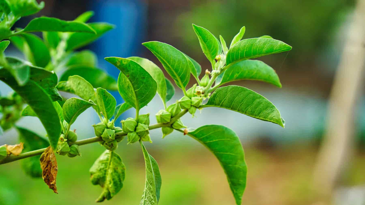 Ashwagandha An Ayurvedic Phenomenon WishGarden Herbs