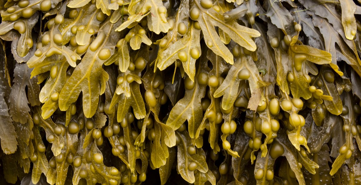 Los beneficios para la salud de la súper alga marina