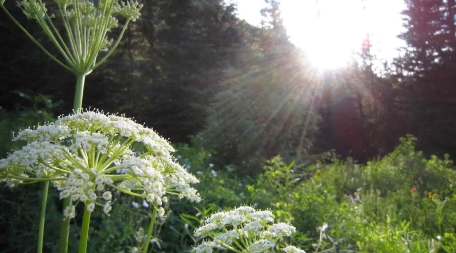 Raíz de Osha: cuidado, conservación y compromiso de WishGarden