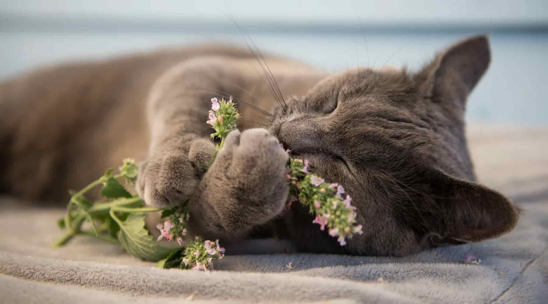 Catnip: A Feline Favorite and an Ally for All