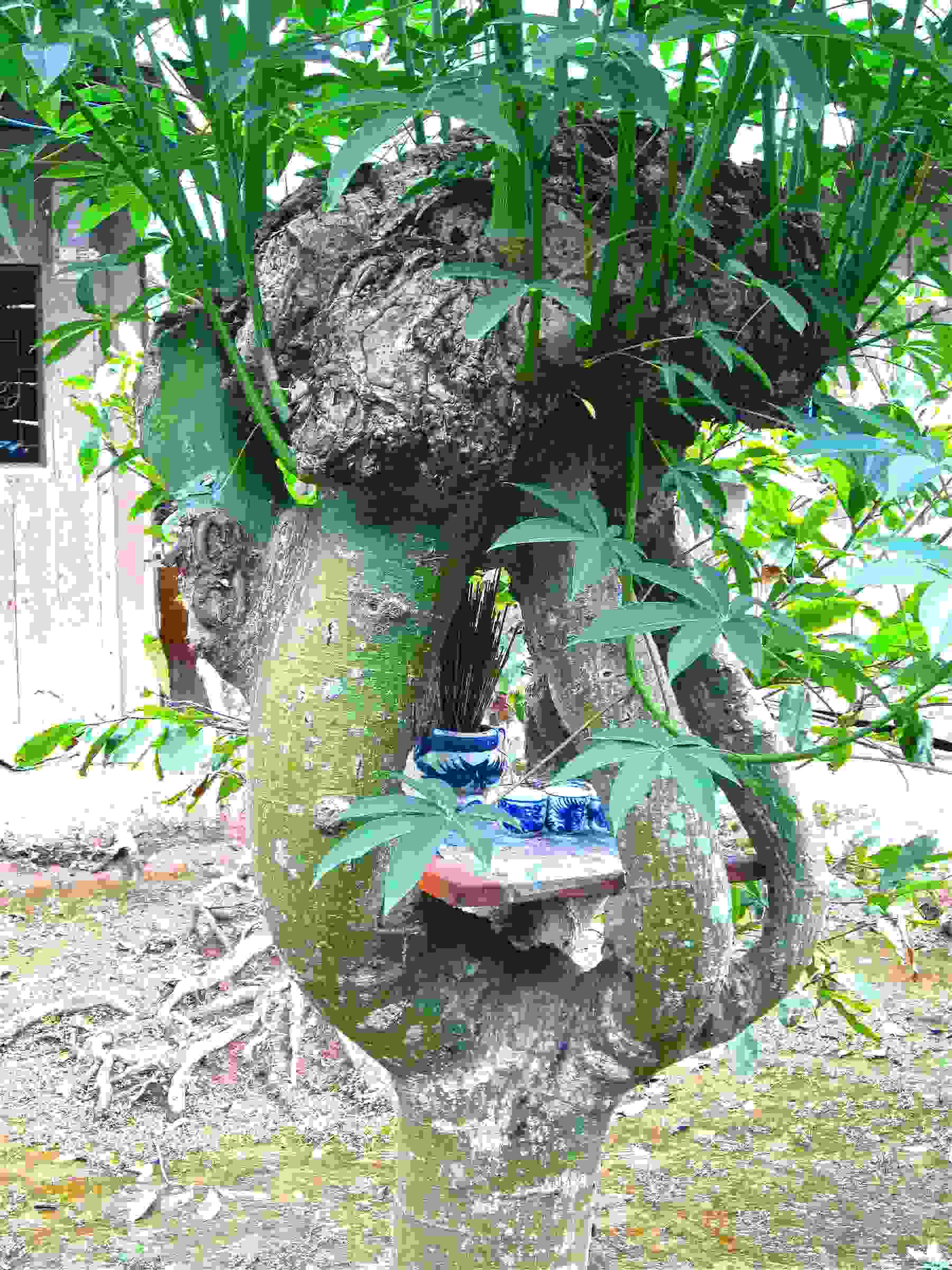 Friday Photo: Tea Tree on the Mekong River