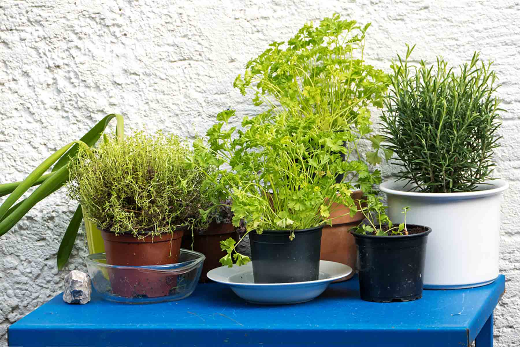 Green Summer: 3 Herbal Recipes