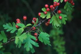The Benefits of Hawthorn