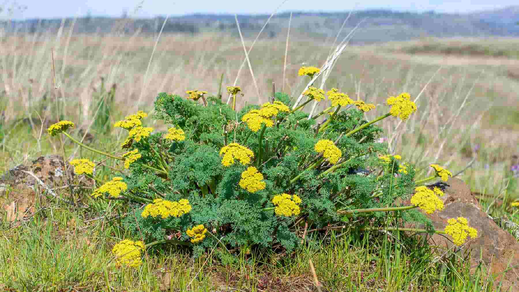 Hierba del Mes: Lomatium Profundamente Enraizado