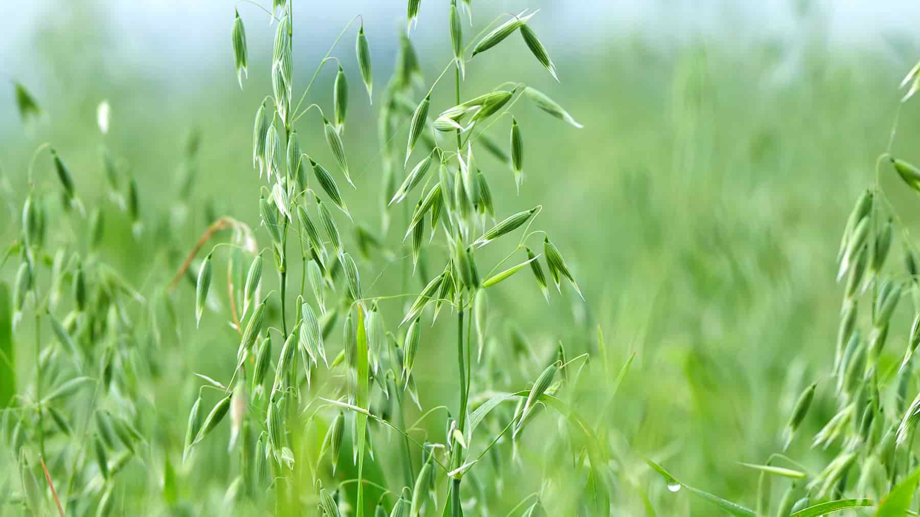 Herb of the Month: Milky Oats