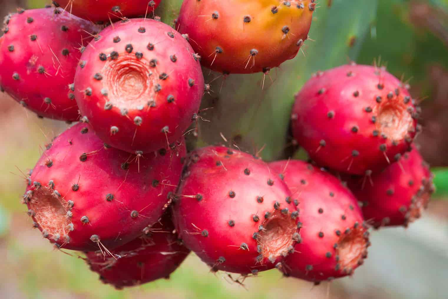 Prickly Pear, a Southwest Gem – Fab.ng