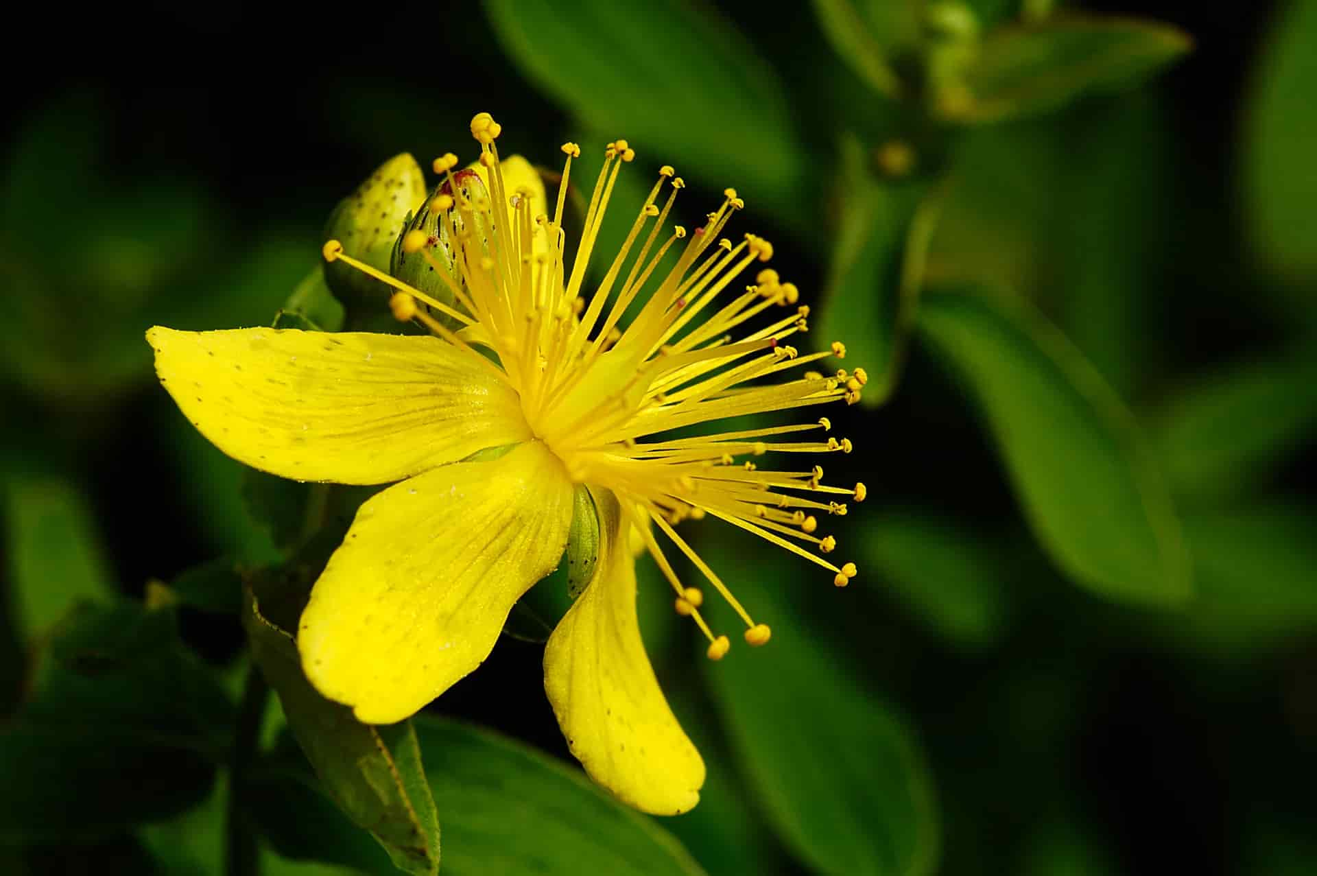 Herb of the Month: St. John's Wort