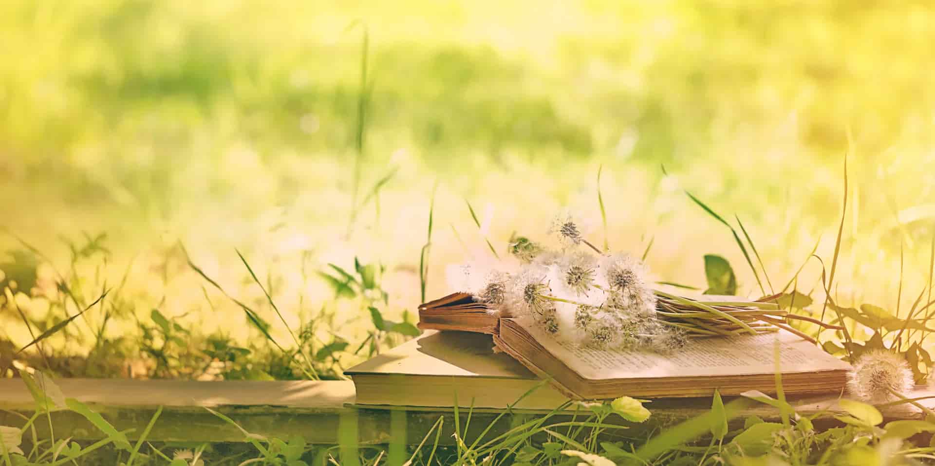 Herboristería para principiantes: 5 libros que recomendamos
