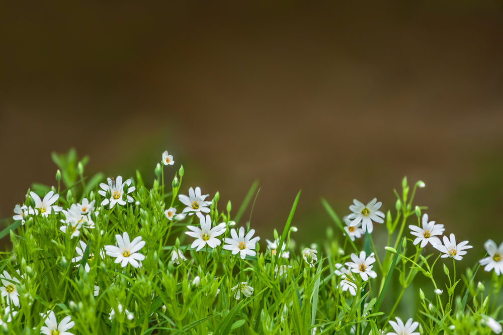 Weedy Medicine: A Closer Look at Chickweed's Health Benefits