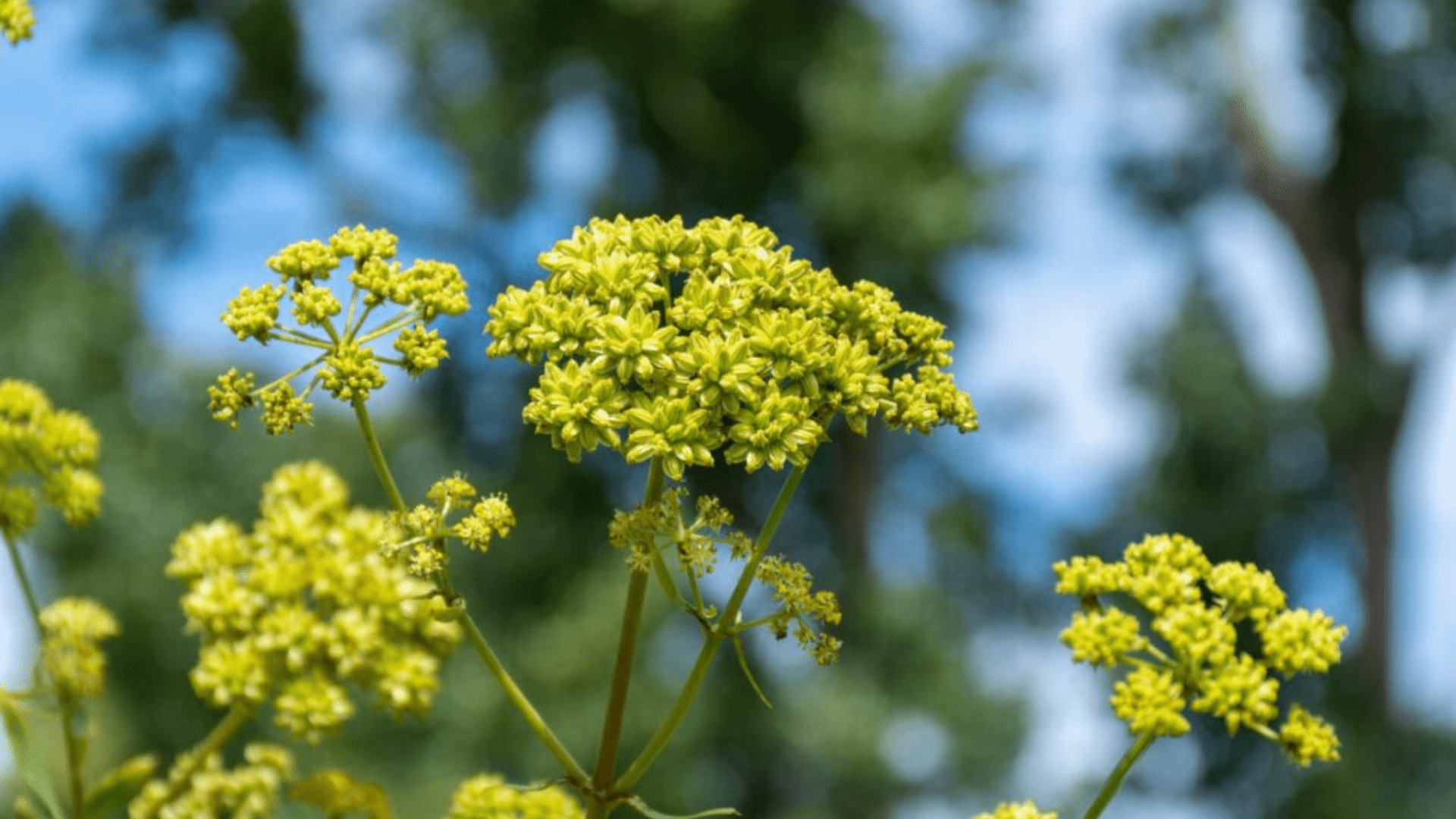 Lovage: Cuentos de la hierba del hechizo de amor