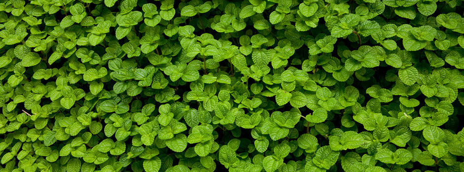 Learning to Love Invasive Herbs