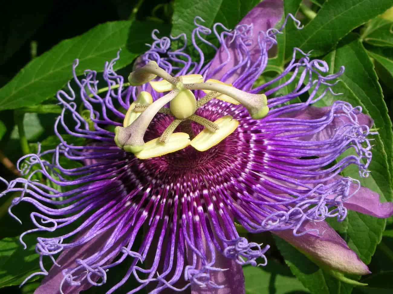 Pasiflora: Sorprendentemente hermosa y relajante por naturaleza