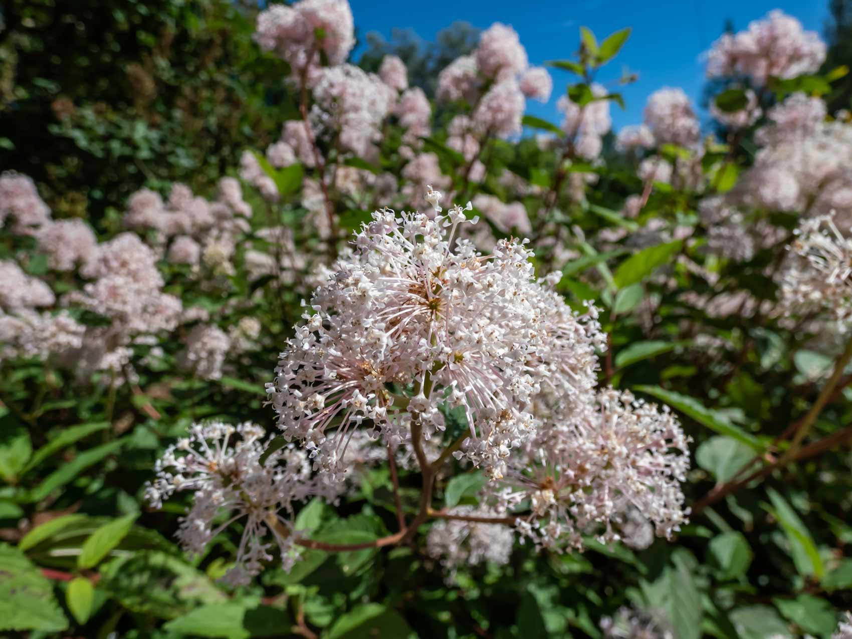 Red Root: una rica historia y mayores beneficios para la salud