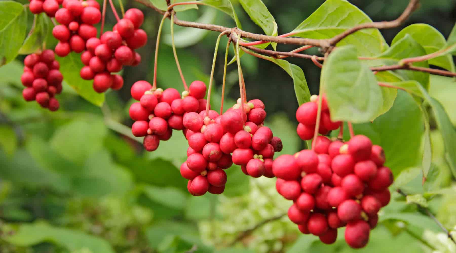 Schisandra: An Herb for All Reasons and All Seasons (of Life)
