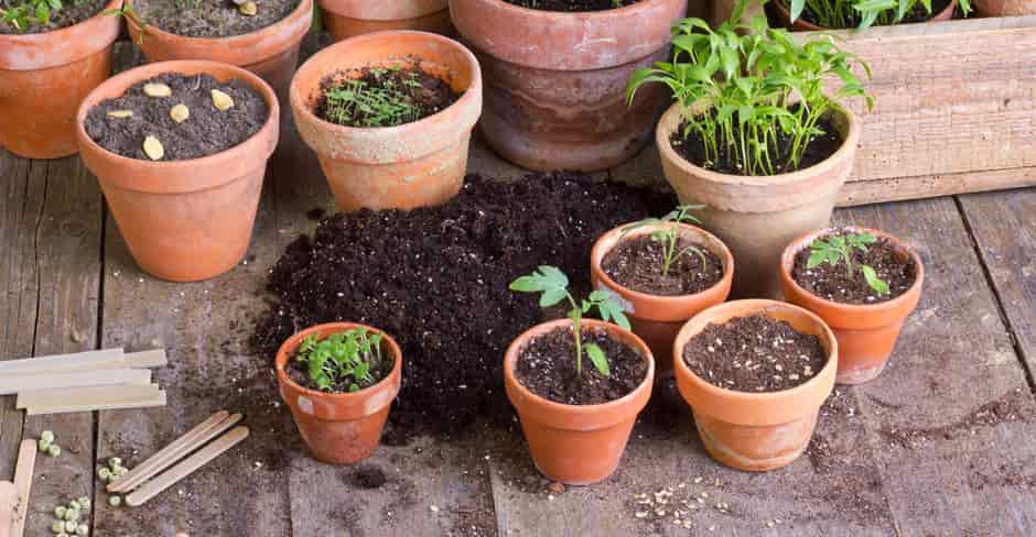 Inicio de un jardín de hierbas medicinales: plantas y semillas