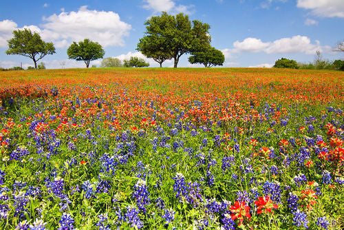 Wild and Weedy Texas