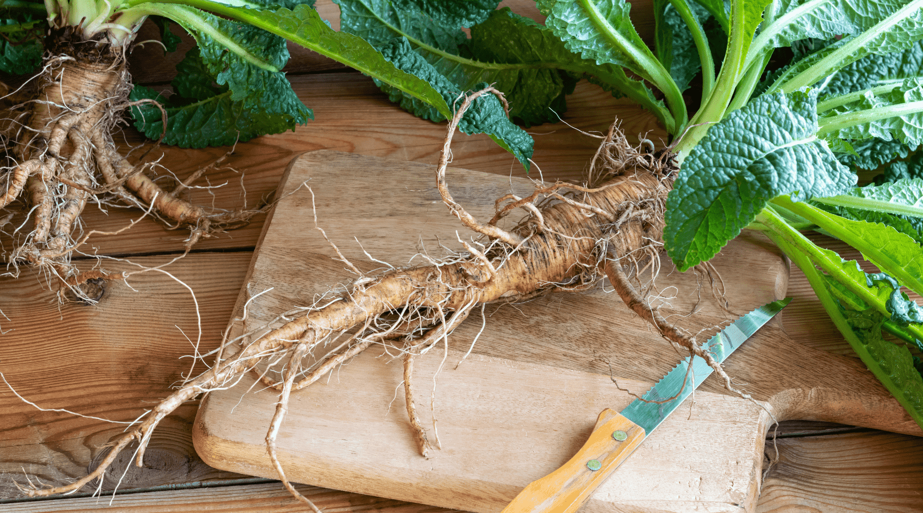 Burdock Root Benefits: Nature’s Detox Dynamo and Wellness Ally