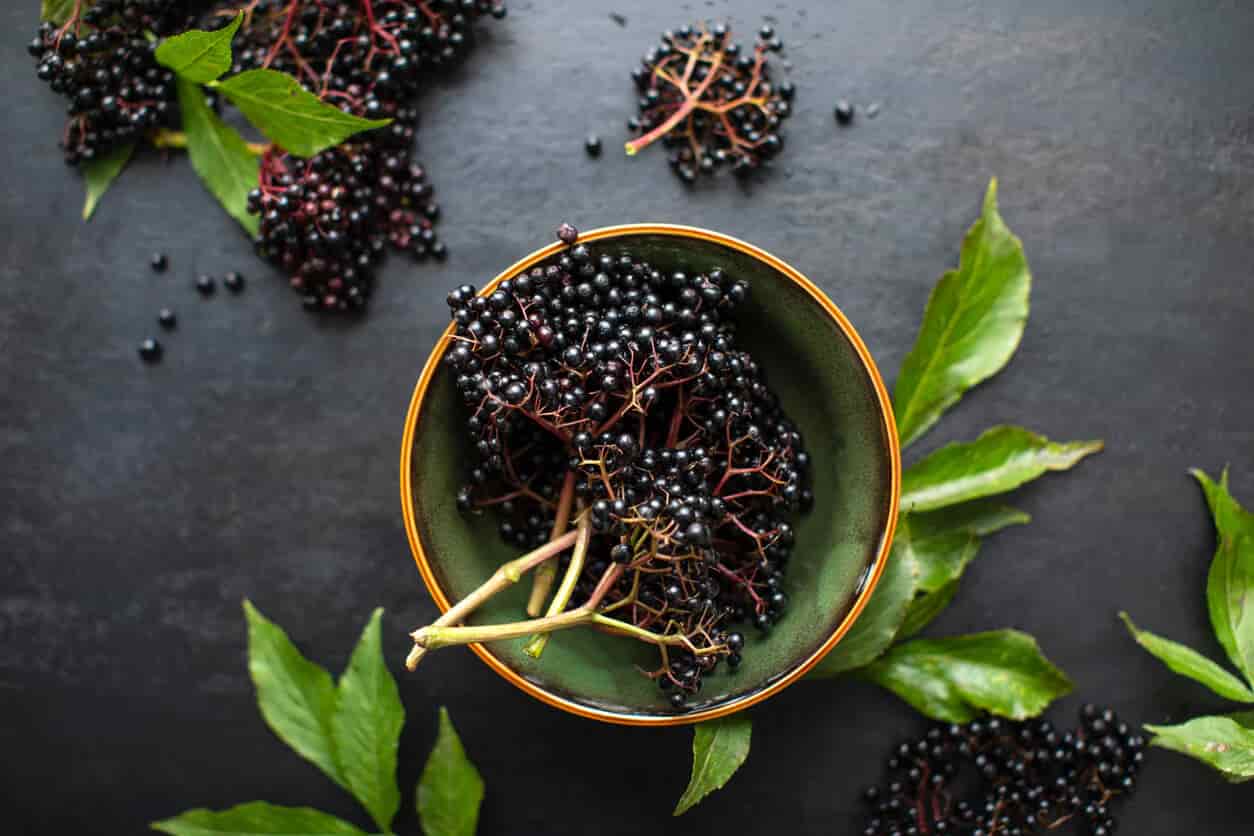 Ultimate Guide To Elderberry: Immune Support And Everday Nutrients