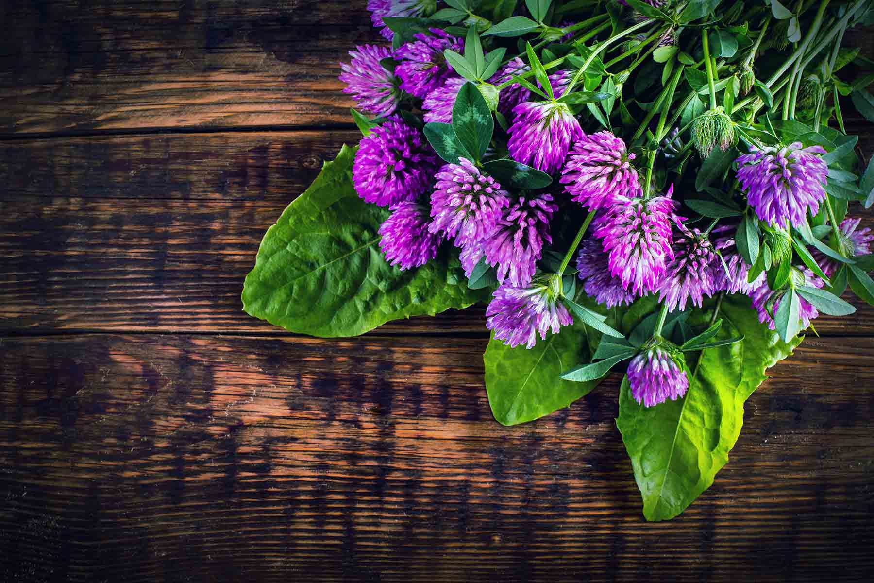 kalligraf Donau våben The Medicinal Uses and Health Benefits of Red Clover – WishGarden Herbs